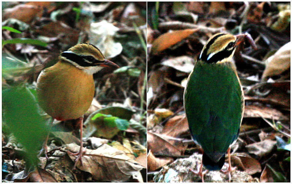 <b>Indian Pitta:</b> One look at its feathers, and you know why this fellow is called a jewel thrush. Its lanky legs are used to hop and jump in typical thrush-like manner. The ornamented wings are used only as much as those of a yard chicken, except when it migrates locally. A meowing call gives away its presence when evening melts into dusk.