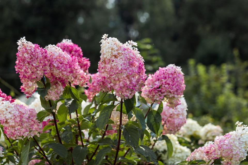 bush with yellow and pink flowers of hydrangea