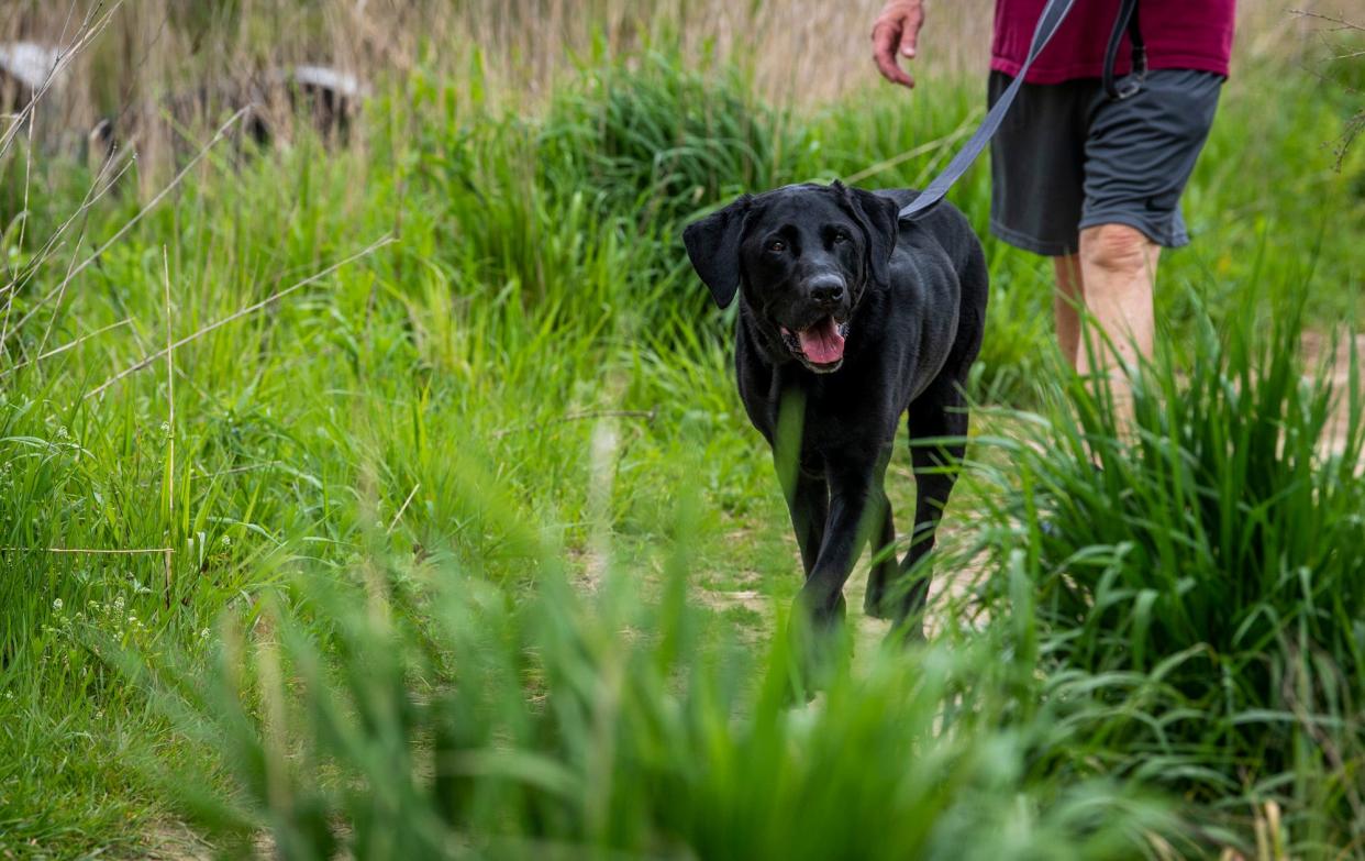 Murphy gets walked along a path near tall grass in Switchyard Park on Friday, May 12, 2023. 