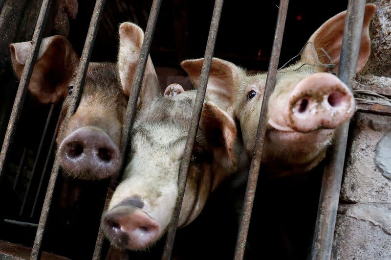 FILE PHOTO: World's first vaccine against deadly swine fever nears approval in Vietnam