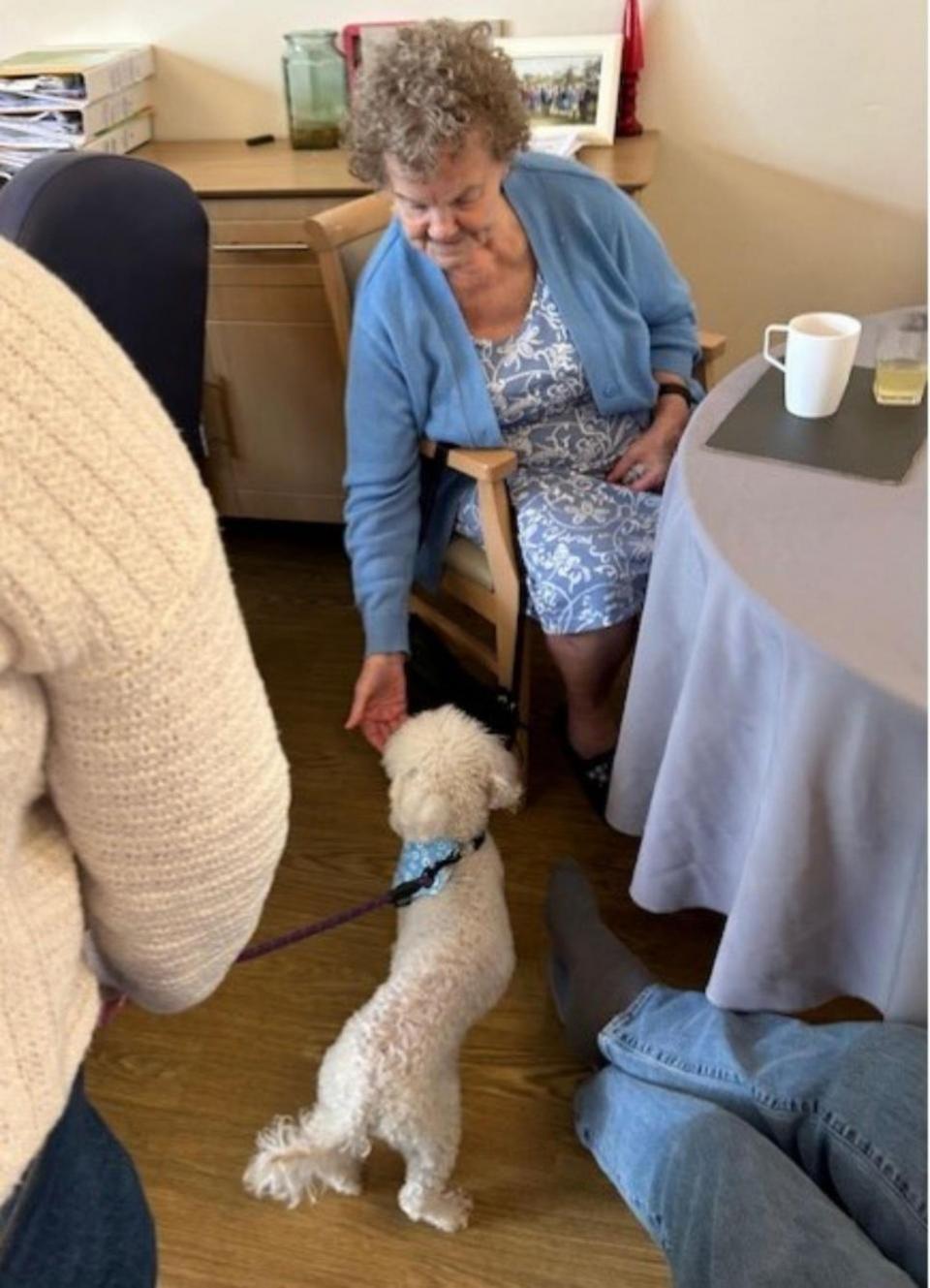 Oxford Mail: Four-year-old rescue poodle Millie at Headington Care Home