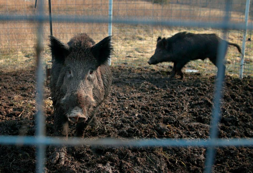 Two feral hogs caught in a trap on a farm in rural Montana in 2019 (David Carson/St. Louis Post-Dispatch via AP)