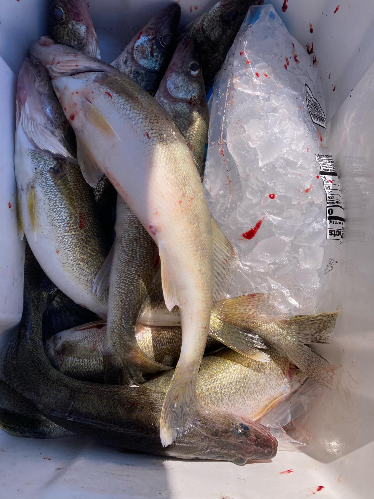 The walleye temptation is too great for some poachers to resist.