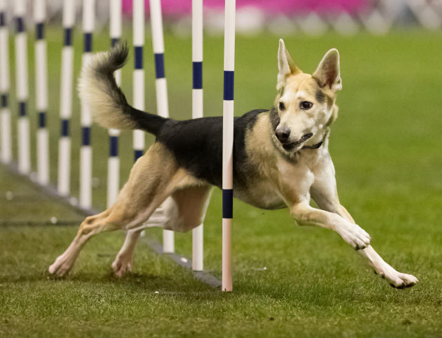 Westminster Dog Show 2025 - Great Dane Competition