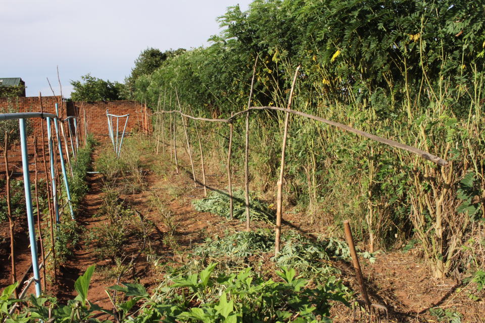 Trees that have been grown as part of Wells for Zoë's indigenous tree-planting program. (Wells for Zoë/Flickr)