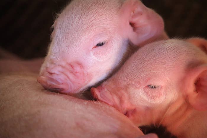 PETA told Variety that the abandoned piglet was found 