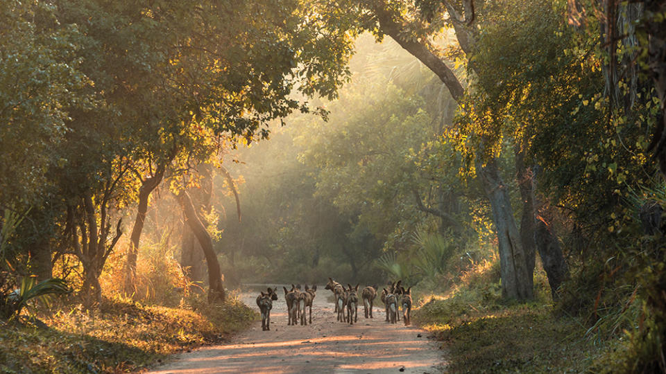 African wild dogs roaming the park