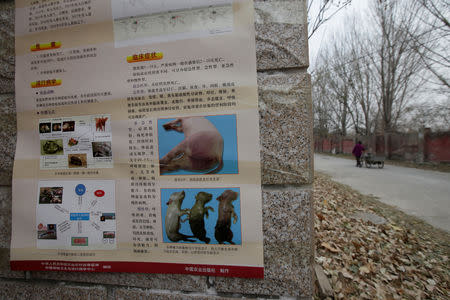 FILE PHOTO: A poster on African swine fever is seen outside a farm after the outbreak of the disease in Fangshan district of Beijing, China November 23, 2018. REUTERS/Stringer