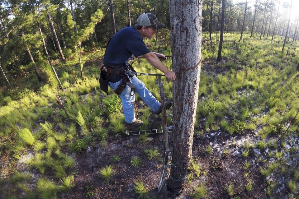 Wildlife biologist Brian Ball, protected by a safety harness, examines a nesting cavity used by a red-cockaded woodpecker at Fort Bragg in North Carolina on Tuesday, July 30, 2019. (AP Photo/Robert F. Bukaty)