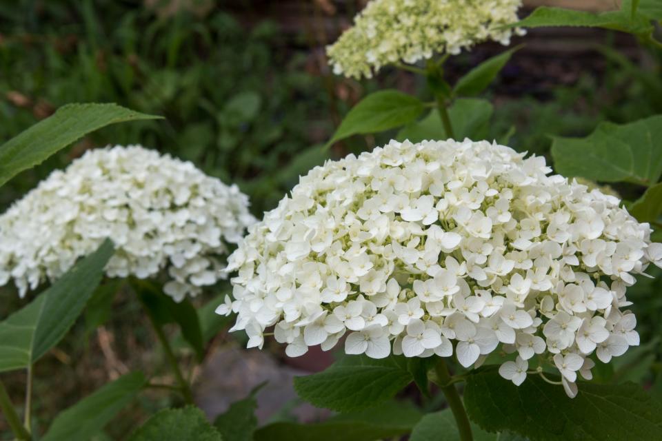 Incrediball Hydrangea