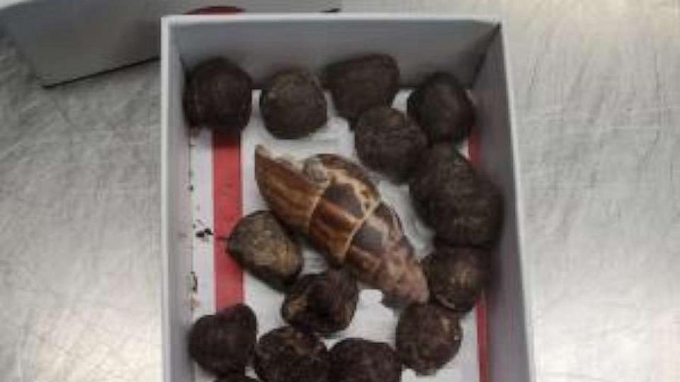 PHOTO: A box of giraffe feces was confiscated and destroyed by U.S. Customs and Border Protection after a woman brought it back from a trip to Kenya and planned to make necklaces out of the excrement. (U.S. Customs and Border Protection)