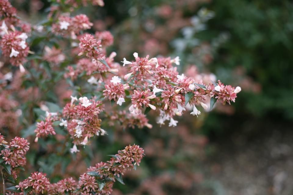 10) Abelia