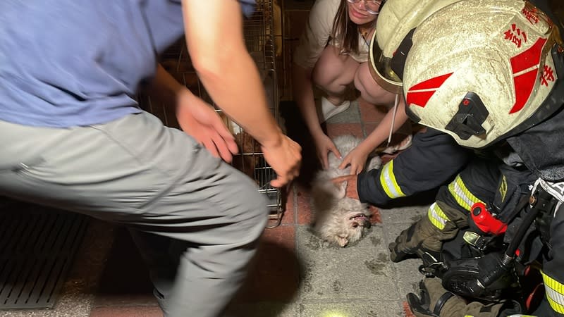 花蓮寵物店火警犬隻陷昏迷  眾人合力救援（2） 花蓮市區一家寵物美容店22日晚間發生火警，雖未傳 人員傷亡但有多隻寵物犬受困，消防人員陸續從火場 救出寵物犬，並在現場急救。 中央社記者張祈攝  113年6月22日 
