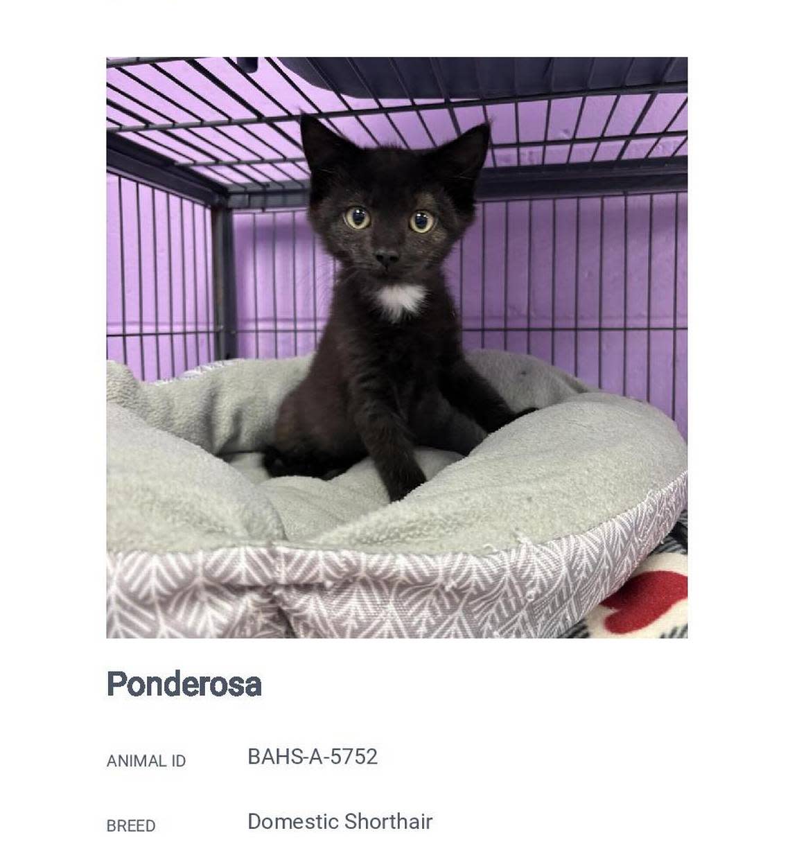 Ponderosa, shown here in a screenshot from the Belleville Area Humane Society’s website, is available for adoption.