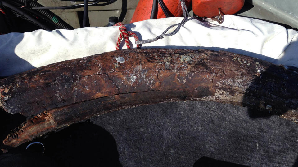 <b>This 30-inch piece of Mastodon tusk was recovered during a dive in the Cooper River in South Carolina.</b> Joe Harvey