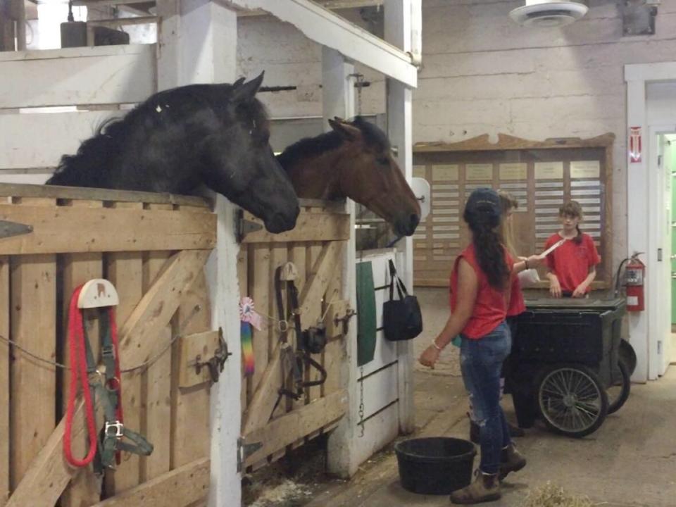 Horses at the Halifax Bengal Lancers are fed in this photo from July 14, 2019. The riding school criticized a plan for the Halifax Common at a meeting Wednesday. (Anjuli Patil/CBC - image credit)