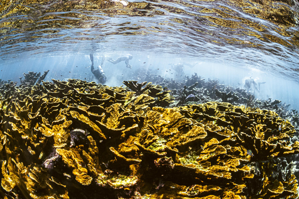 Buzos trabajan para reparar el coral dañado por el huracán frente a la costa de Puerto Morelos, México, el 12 de noviembre de 2020. (Daniel Berehulak/The New York Times)