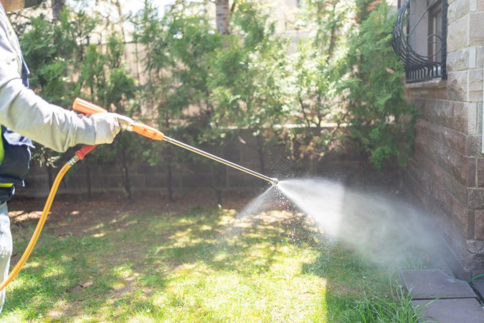 Person spraying herbicides on the lawn