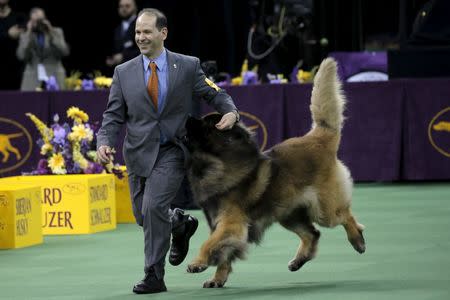 A Leonberger bites for treats in his handler's pocket as he runs during judging in the working group. REUTERS/Mike Segar