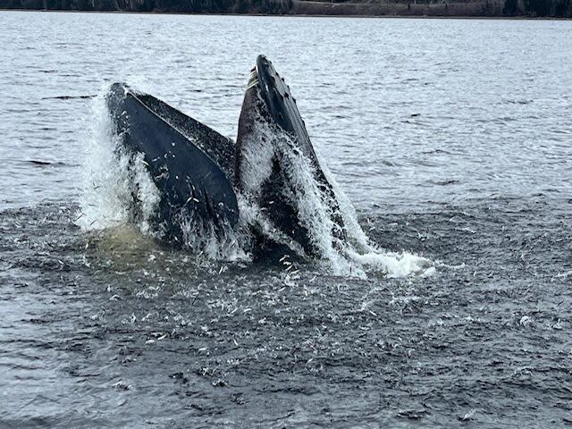 Krista Gillingham, owner of By the Sea Inn & Café in King’s Point, says whales have been getting close to shore, chasing after fish to eat.