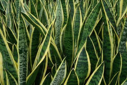 <em>Variegated snake plant. Photo: urnabios.com</em>