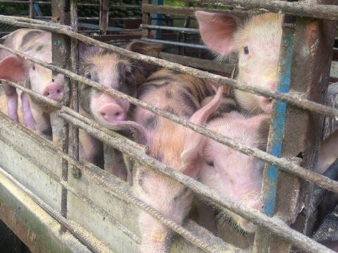 Pigs in a gate on the eco-farm.