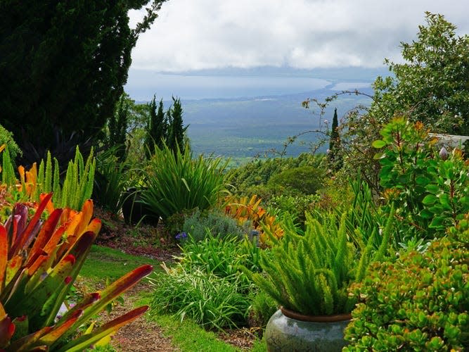 View of the landmark Alii Kula Lavender Farm, located on the misty slopes of the Haleakala Volcano on the Hawaiian island of Maui. It includes a botanical garden.