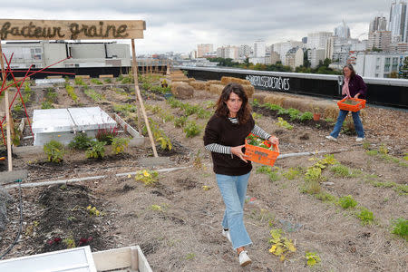 Sophie Jankowski, President of "Seed Postman" association, harvests vegetables on a 900 square meters farm garden on the rooftop of their postal sorting center, as part of a project by Facteur Graine association to transform a city rooftop as a vegetable garden to grow fruits, vegetables, aromatic and medicinal plants, with also chickens and bees in Paris, France, September 22, 2017. Picture taken September 22, 2017. REUTERS/Charles Platiau