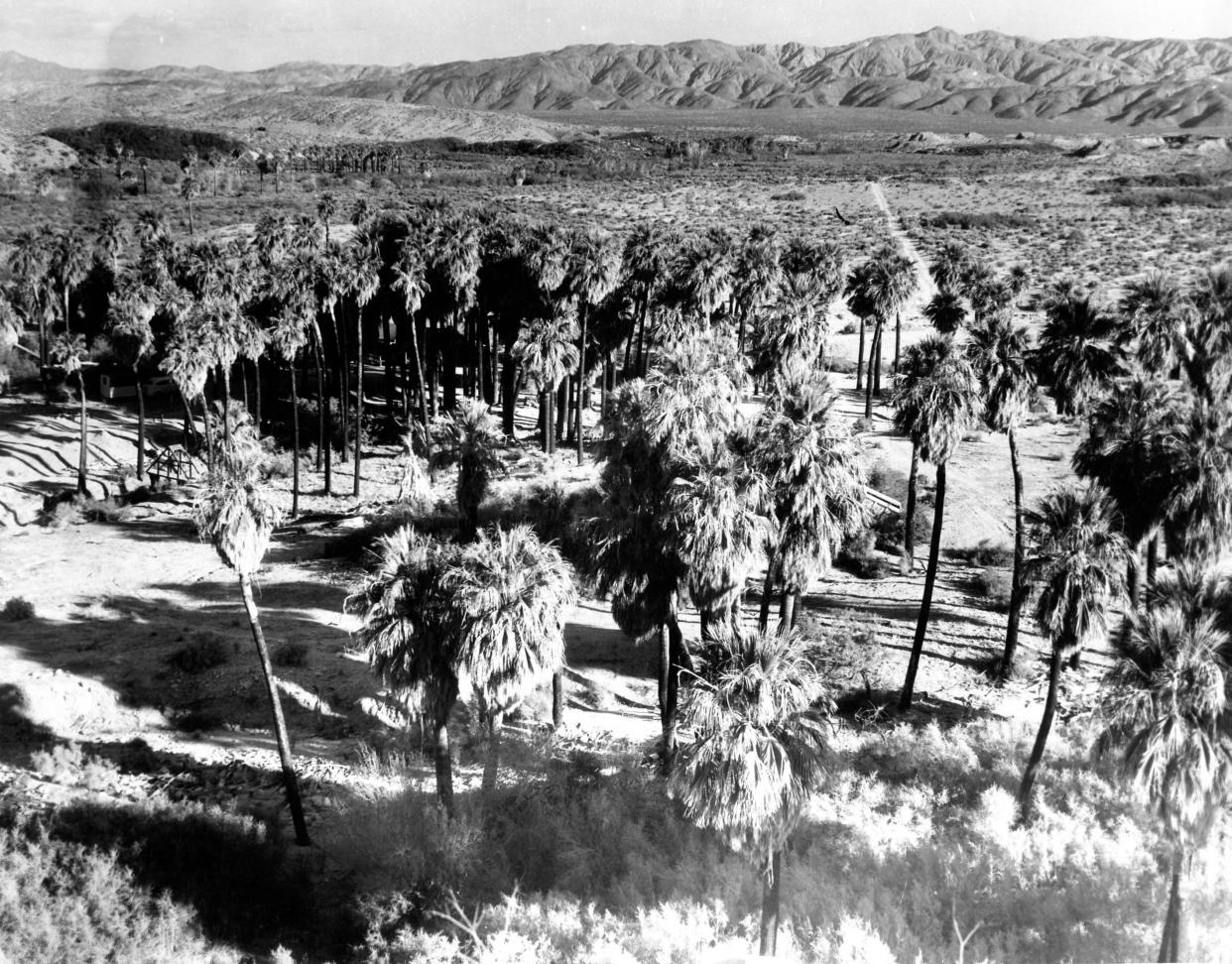 Early aerial image of the Thousand Palms Oasis