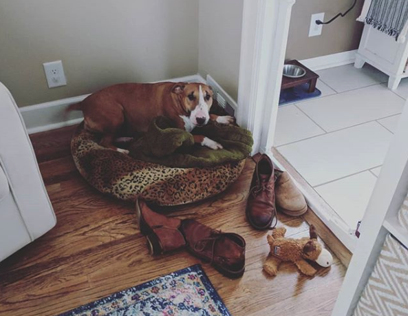 Luna, a miniature bull terrier, comforts herself by surrounding her bed with her human dad’s shoes. (Photo: Instagram, @lunatheminibully)
