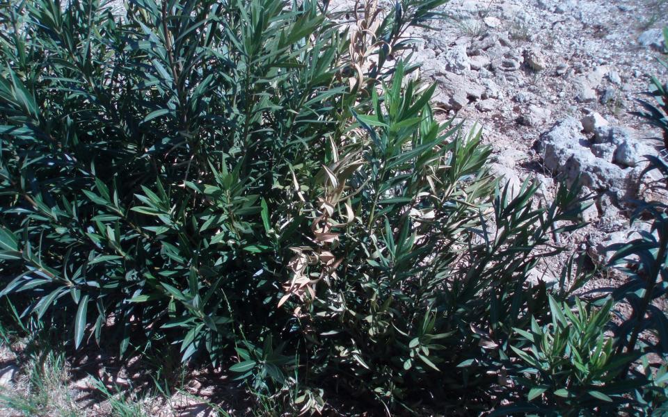 The bacterial pest Xylella fastidiosa restricts water movement in plants causing their eventual death - PA