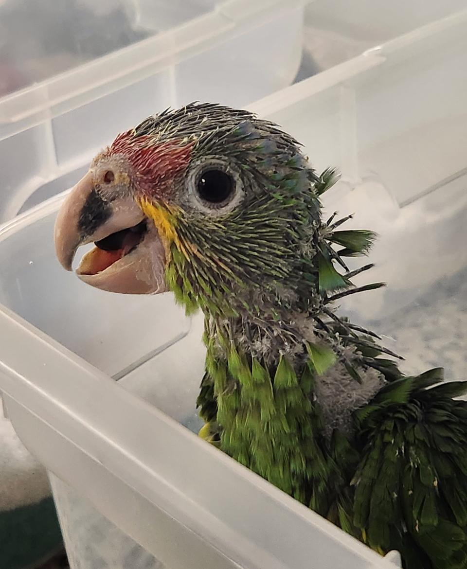 Twenty-four baby parrots seized from a smuggler at the Miami International Airport were just eggs and were raised by the Rare Species Conservatory Foundation in Loxahatchee