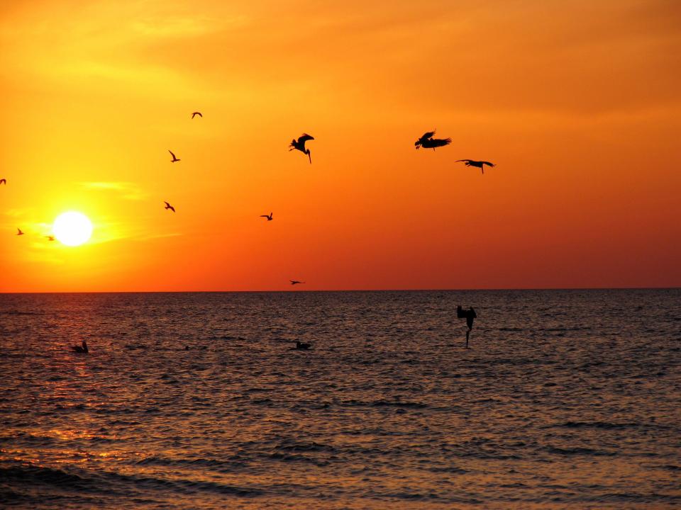 Diving pelicans at St. Joseph Peninsula State Park.