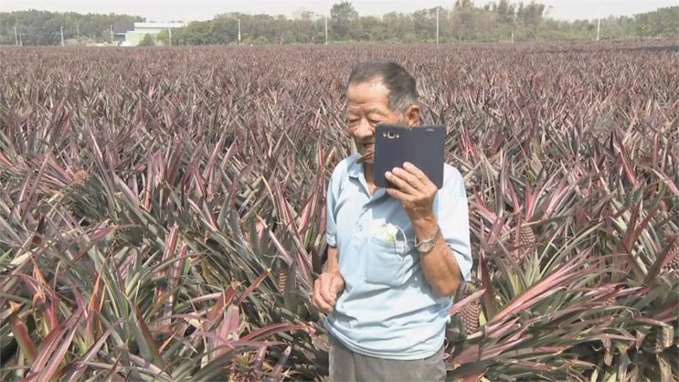 中國禁鳳梨...大樹「鳳梨伯」損失千萬   遭冒總統府名義訂180箱鳳梨 這次不忍了