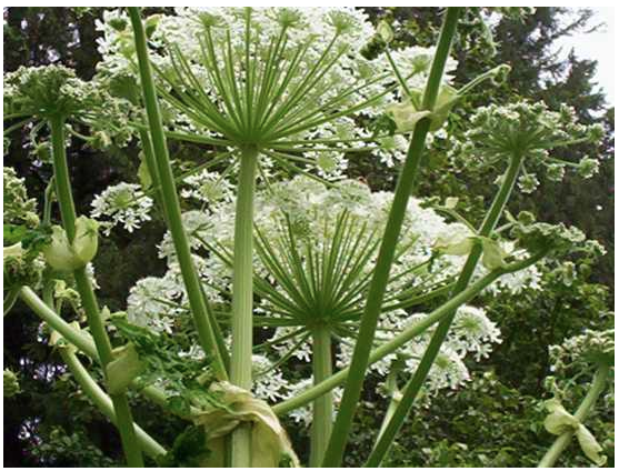 Queen Anne's Lace