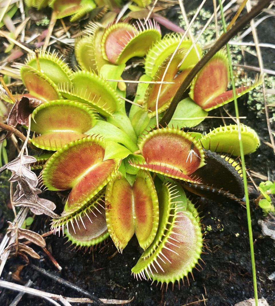 The Venus flytrap, which Charles Darwin called “one of the most wonderful [plants] in the world” is remarkable for its ability to capture and digest insects.