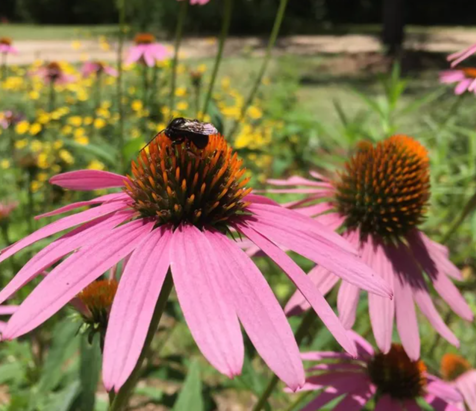 Purple coneflowers are among the best native wildflowers to attract butterflies, native bees, and birds to our gardens.