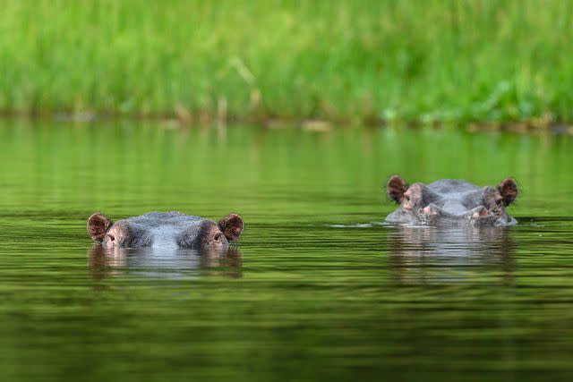 <p>Courtesy of Wilderness Safaris</p> Hippos peeking out of the water near Magashi Camp in Rwanda.