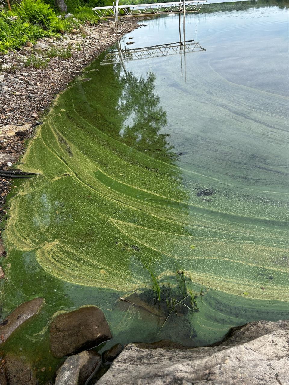 According to Nathan Wilson, the photo shows a wind-blown accumulation of blue-green algae along a coastline. 