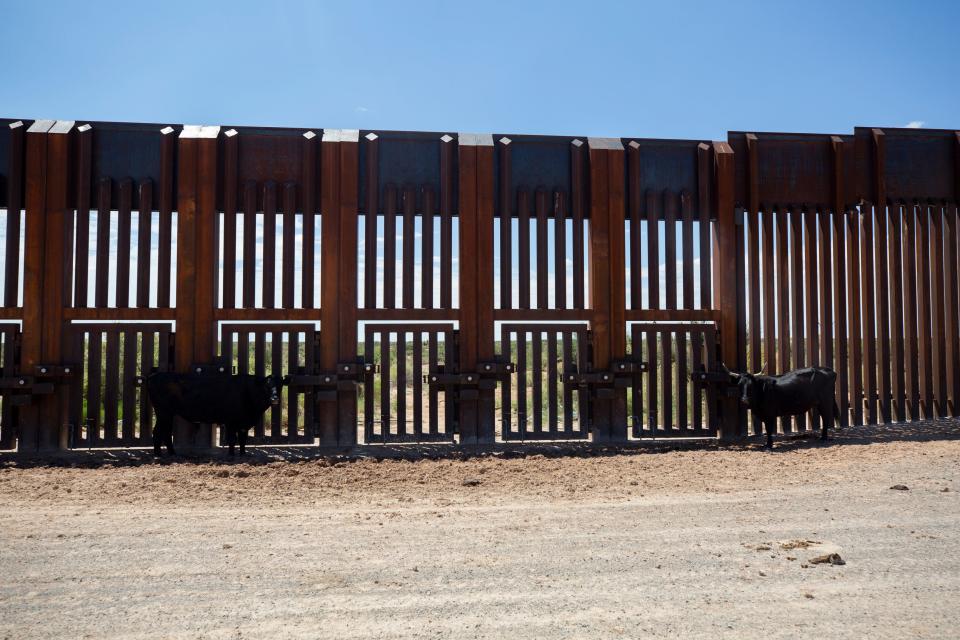 Cattle from New Mexico use the border wall fence for shade during a warm day in late August.