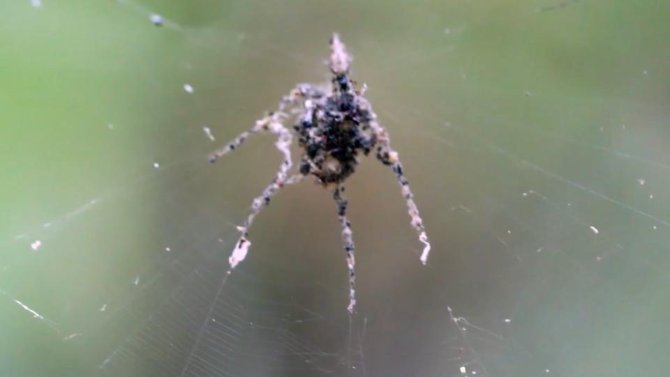 A spider collects debris in the shape of a spider in the center of its web