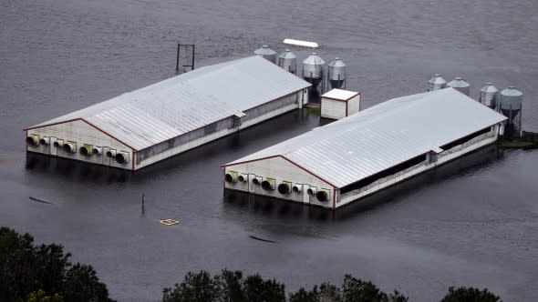 hog farm flood hurricane florence