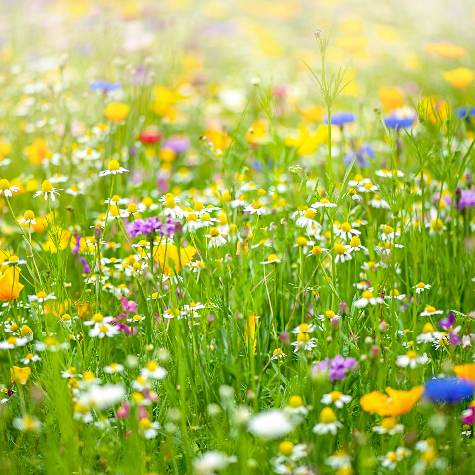 When to plant wildflower seeds - and don’t worry, you haven’t missed ...