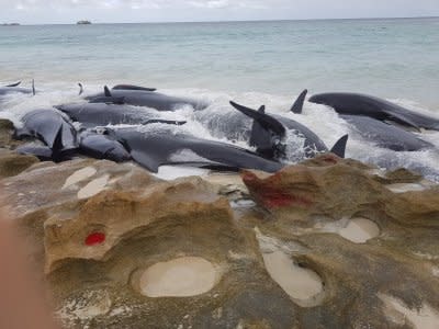 Stranded whales on the beach at Hamelin Bay in this picture obtained from social media, March 23, 2018. Leearne Hollowood/via REUTERS