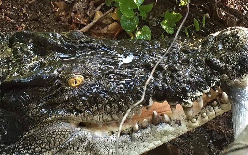 Albert, a 13ft, 70-year-old crocodile, survived the house fire - abc darwin