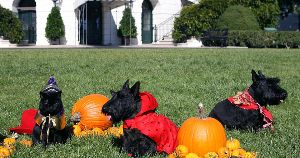 George W. Bush's cat India tolerating Halloween festivities alongside the Bush family's dogs Miss Beazley and Barney on the South Lawn of the White House on Oct. 31, 2007.<span class="copyright">Shealah Craighead/The White House—Getty Images</span>