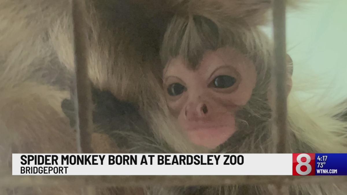 Meet the newest White-Faced Saki monkey at Zoo Miami