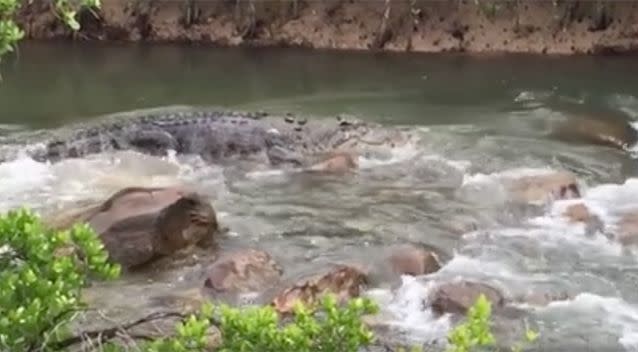 The huge crocodile was almost camouflaged at the top of the rapids. Photo: Facebook/MattWright