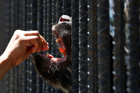 An employee gives papaya to eat to an Andean bear at the Paraguana zoo in Punto Fijo, Venezuela July 22, 2016. REUTERS/Carlos Jasso