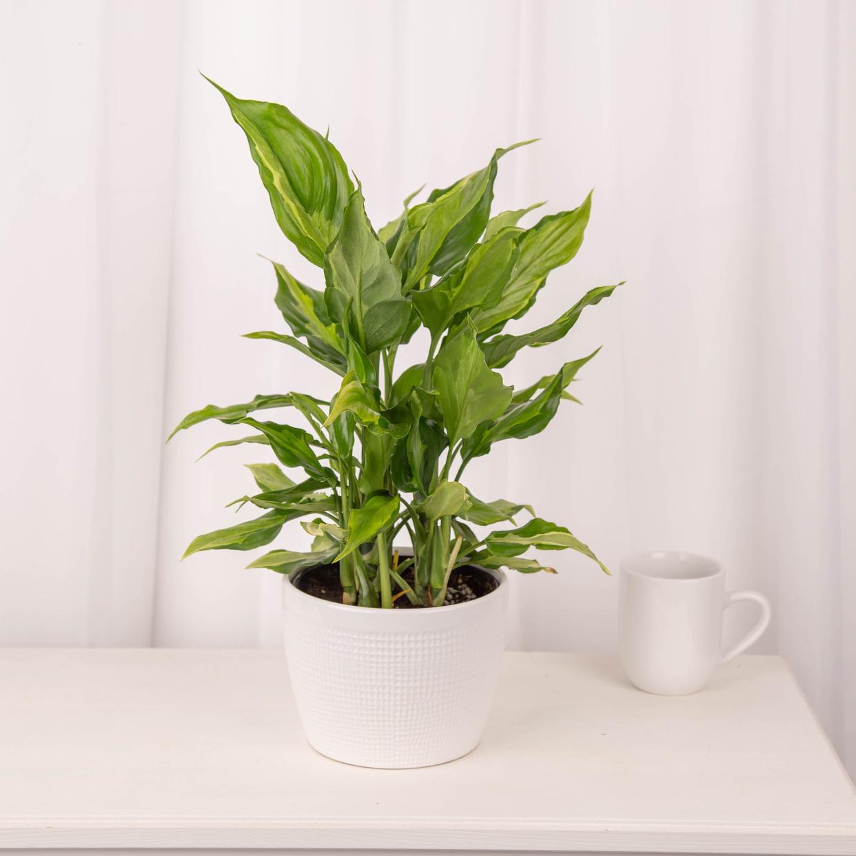 <p><a href="https://costafarms.com/collections/all-plants/products/medium-spathonema-aglaonema" rel="nofollow noopener" target="_blank" data-ylk="slk:Shop Now;elm:context_link;itc:0;sec:content-canvas" class="link rapid-noclick-resp">Shop Now</a></p><p>Spathonema Aglaonema</p><p>costafarms.com</p><p>$49.00</p><span class="copyright">Costa Farms</span>